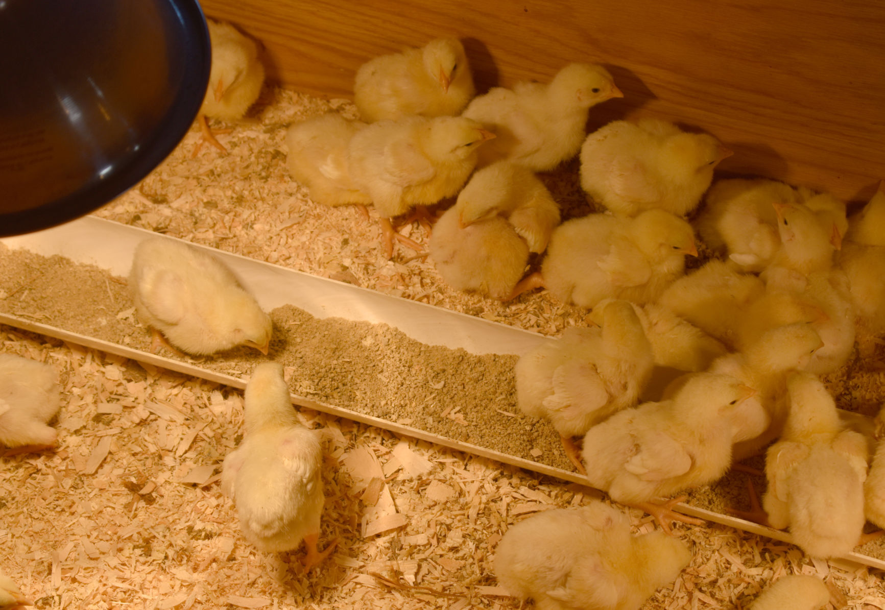 chicks.jpg